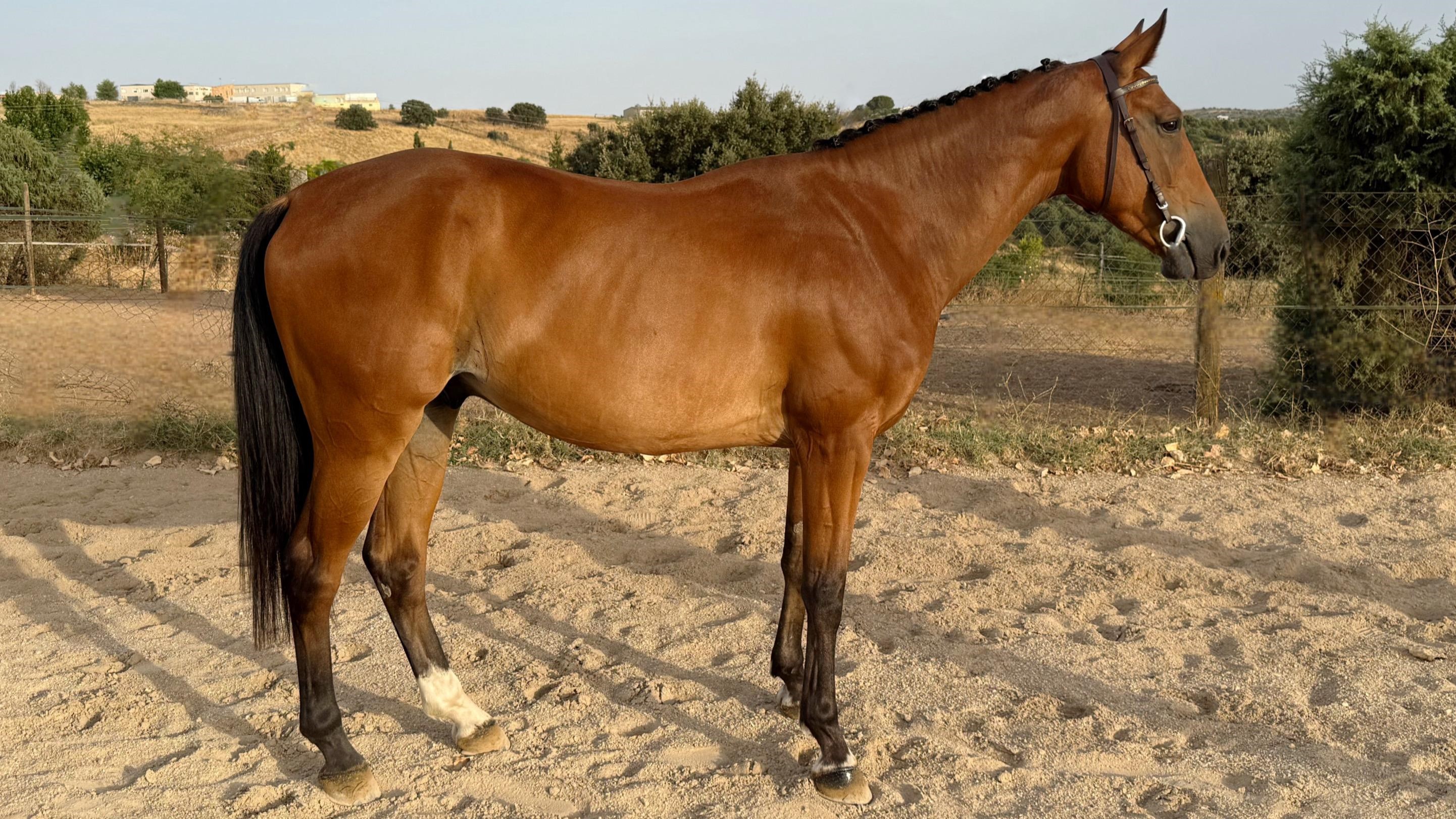 horse
